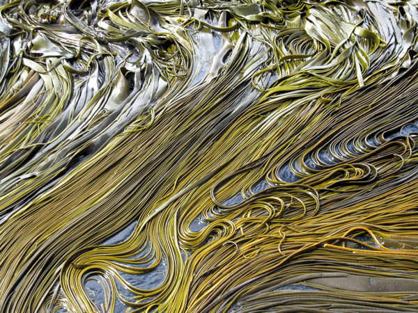 kelp2