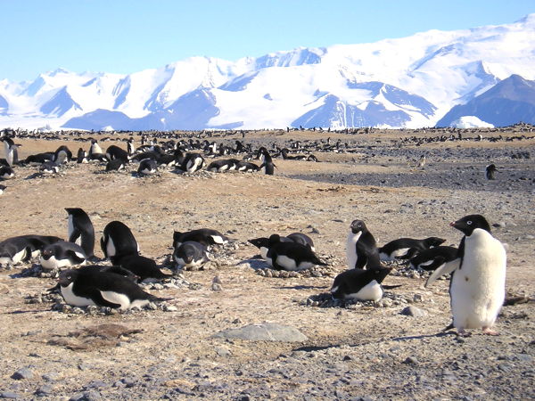 penguinscapehallett2